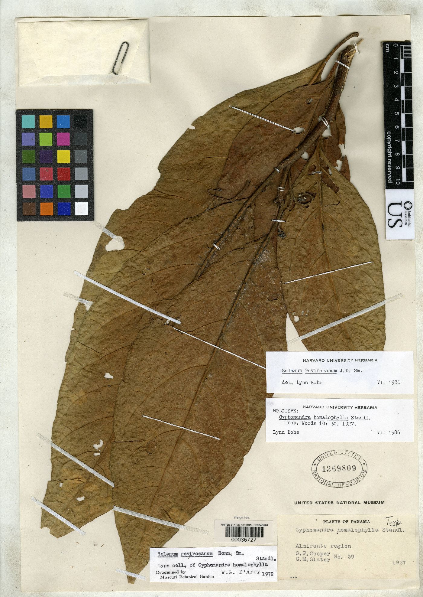 Cyphomandra homalophylla image