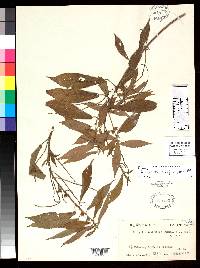 Image of Acalypha apodanthes