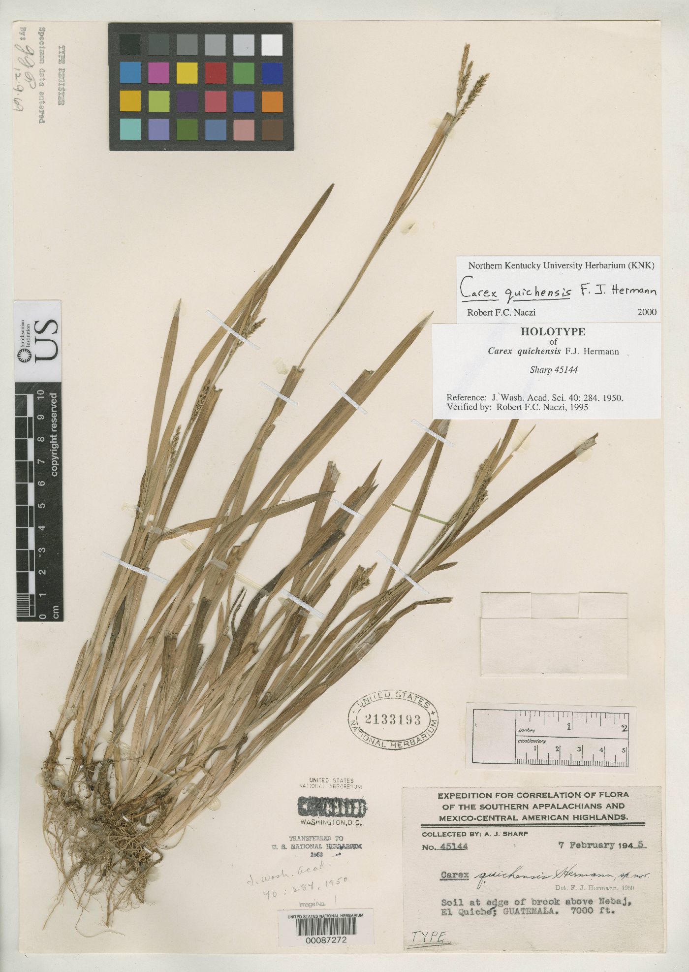 Carex quichensis image