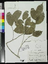 Image of Banara axilliflora