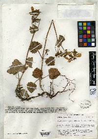 Calceolaria anisanthera image
