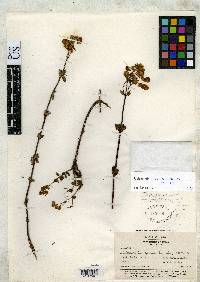 Image of Calceolaria aurea