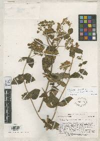 Image of Calceolaria campii