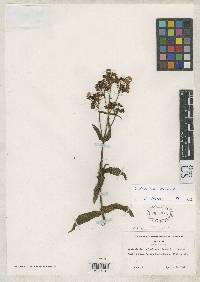 Image of Calceolaria colombiana