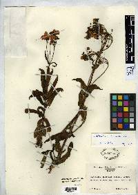Calceolaria colombiana image