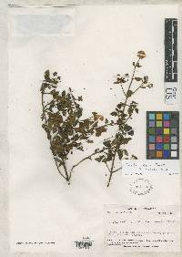 Calceolaria parotricha image