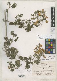 Calceolaria penlandii image