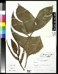 Image of Heliconia barryana