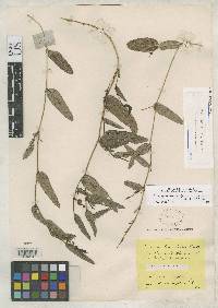 Image of Eriosema simplicifolium