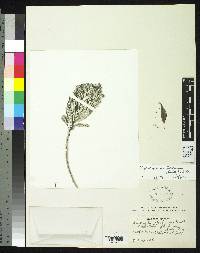 Diplostephium floribundum image