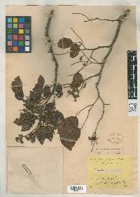 Image of Copaifera pubiflora