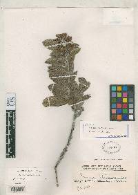 Image of Eriosema floribundum
