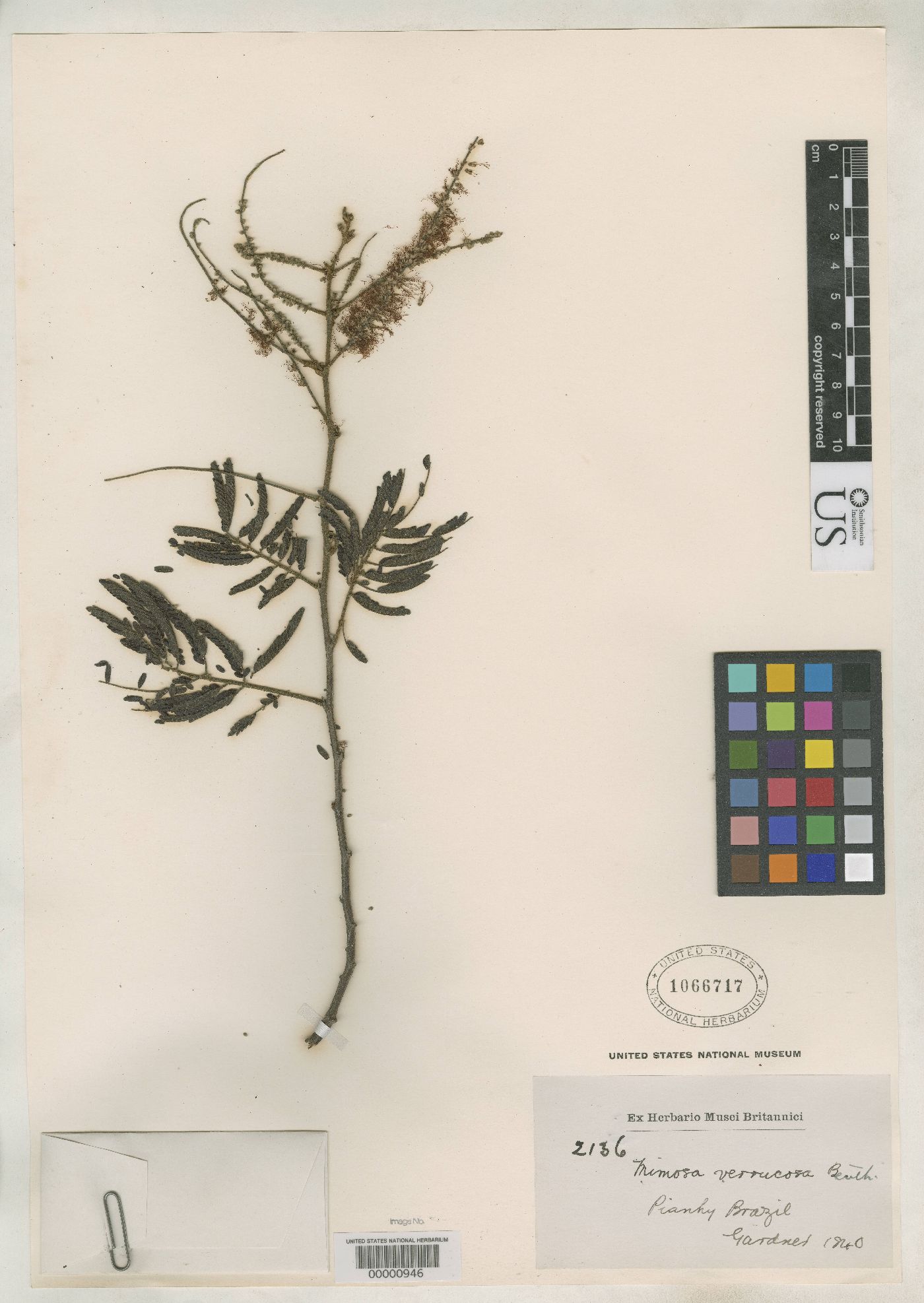 Mimosa verrucosa image