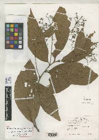 Image of Nectandra glabrescens