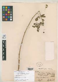 Calliandra scutellifera image