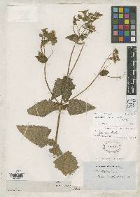 Image of Calceolaria pavonii