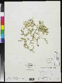 Image of Selaginella calceolata