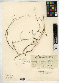 Image of Aphanelytrum procumbens