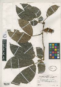 Calliandra trinervia var. pilosifolia image