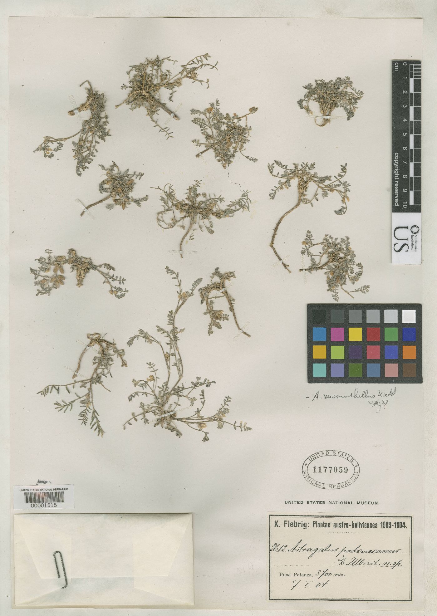 Astragalus micranthellus image