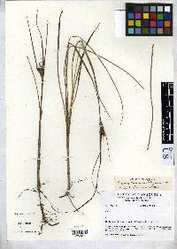 Image of Carex tamana