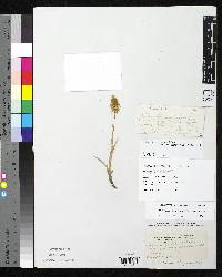 Deyeuxia phalaroides image