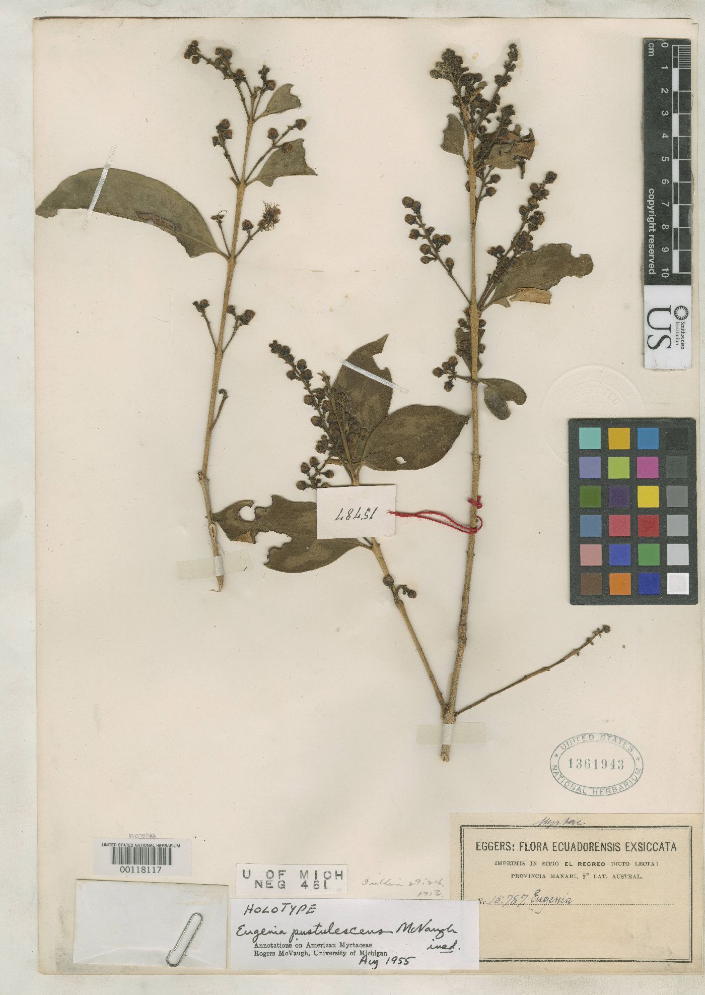 Eugenia pustulescens image
