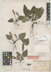 Elytraria tuberosa image
