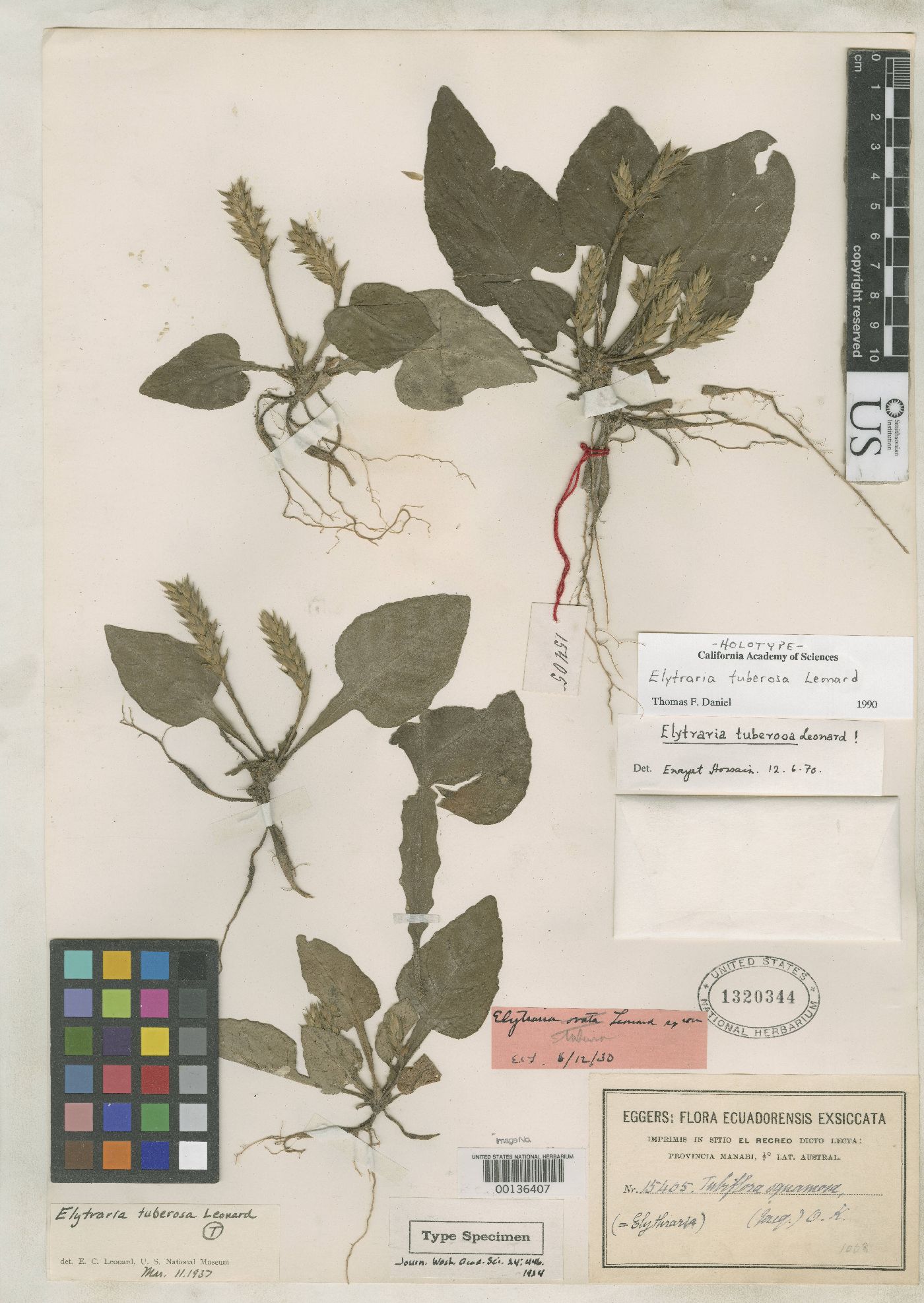Elytraria tuberosa image