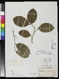 Image of Brosimum latifolium