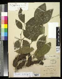 Zygia latifolia var. latifolia image