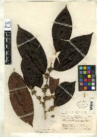 Image of Chrysophyllum panamense