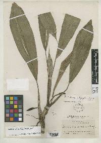 Ludovia integrifolia image
