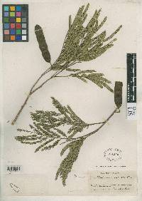 Image of Piptadenia robusta