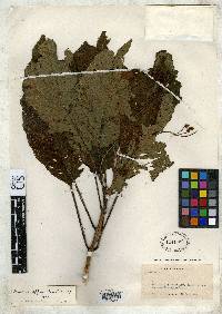 Image of Besleria affinis