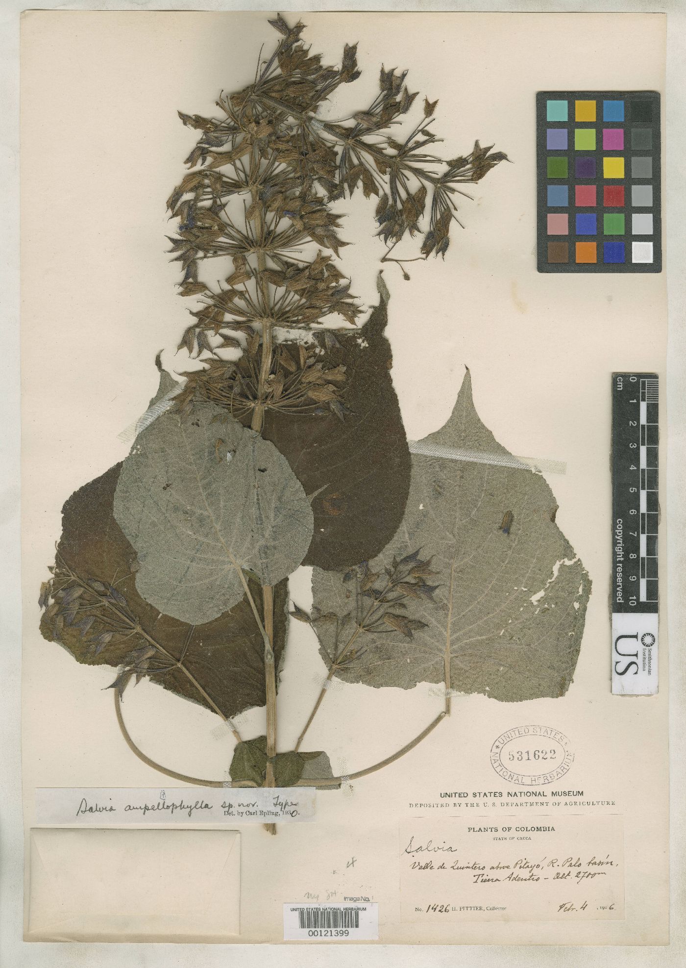 Salvia amethystina subsp. ampelophylla image