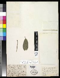 Image of Burmeistera tenuiflora