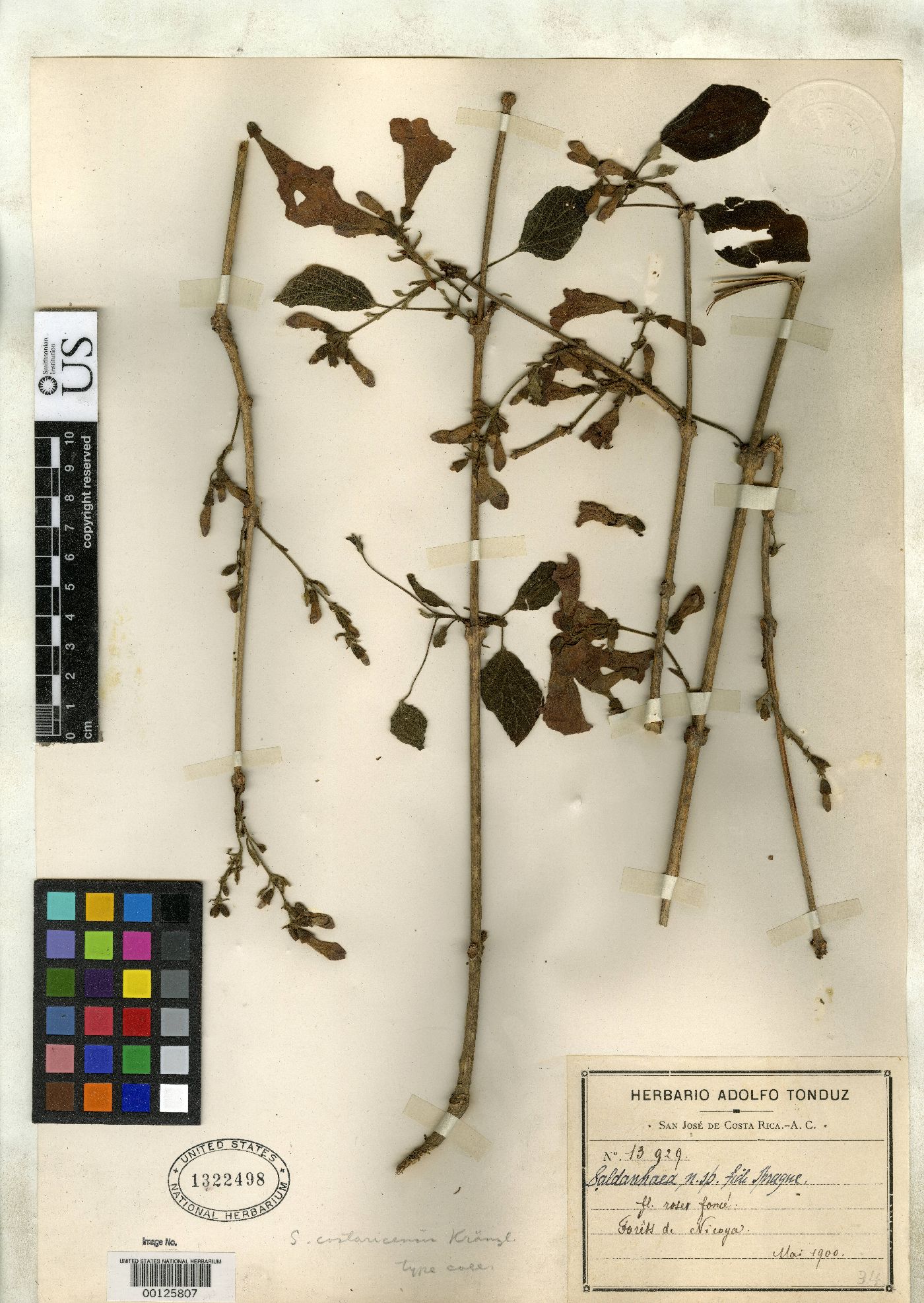 Saldanhaea costaricensis image