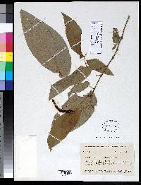 Piper pseudolindenii image