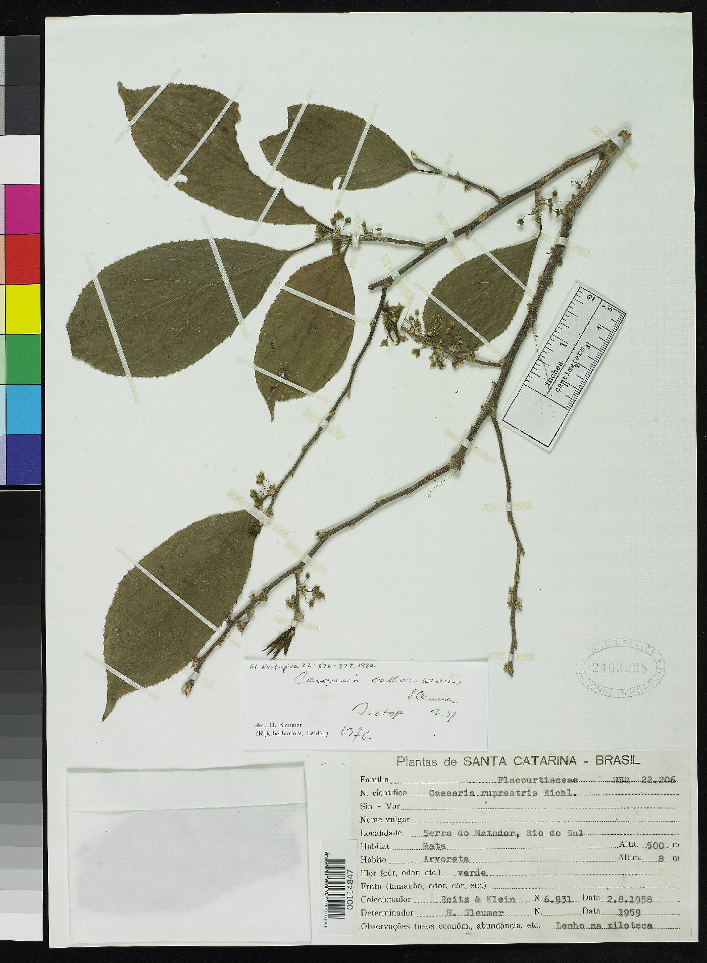 Casearia catharinensis image