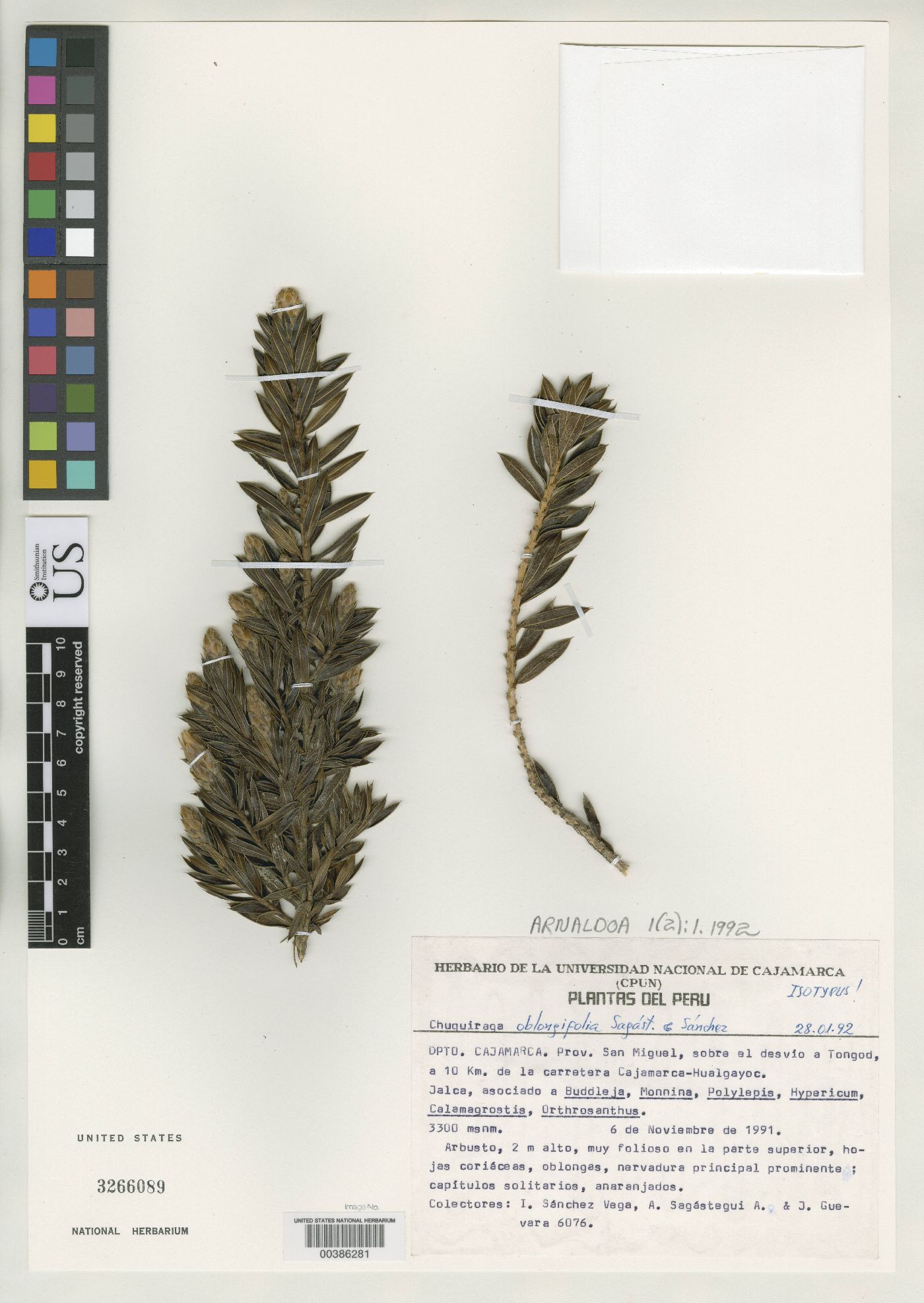 Chuquiraga oblongifolia image