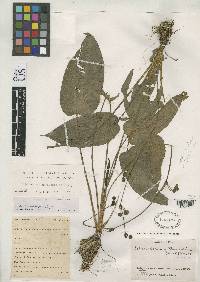 Echinodorus horizontalis image