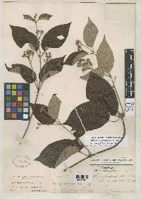 Stigmaphyllon pseudopuberum image