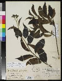 Tournefortia bicolor var. calycosa image
