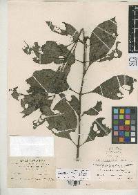 Hoffmannia calycosa image