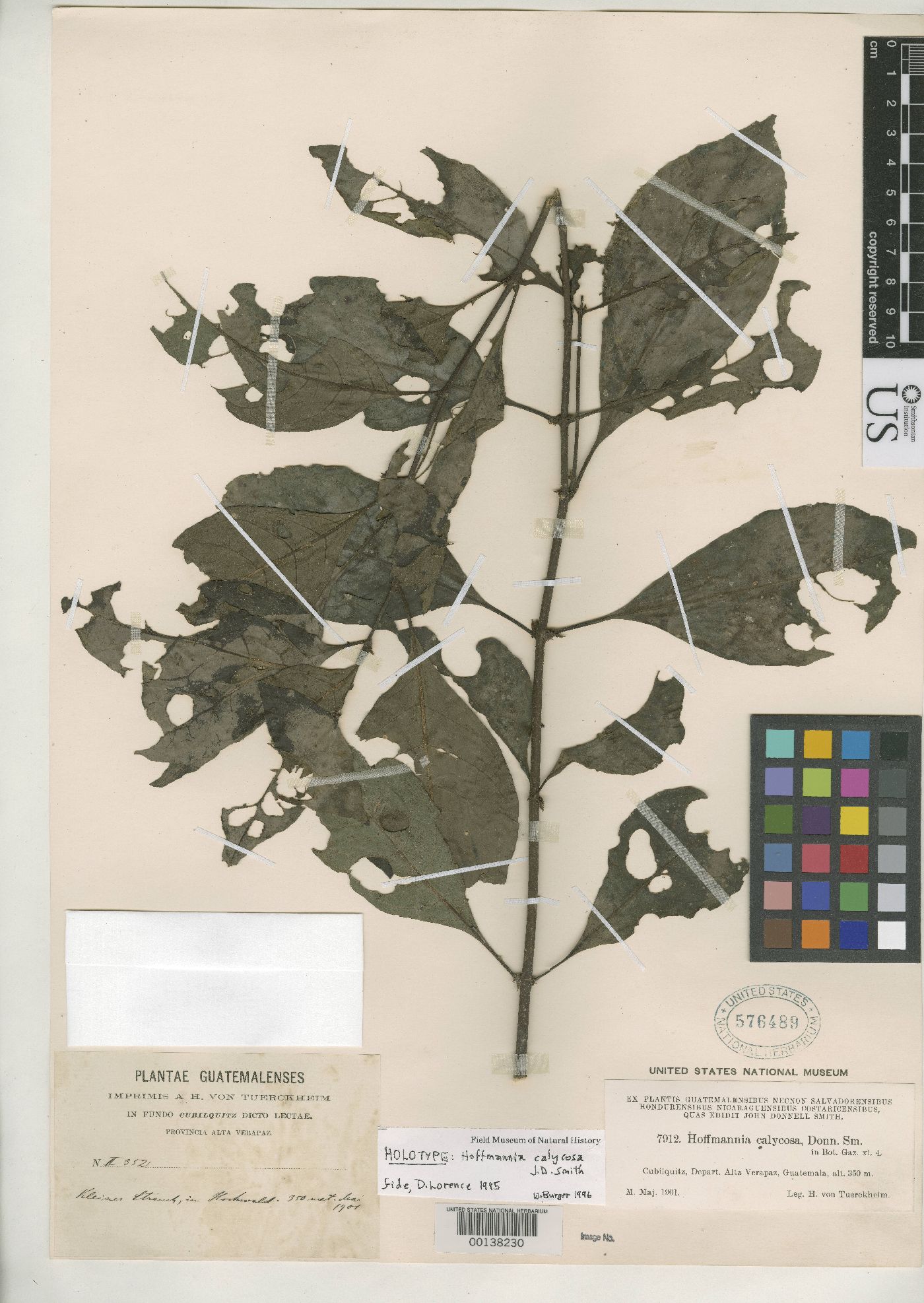 Hoffmannia calycosa image