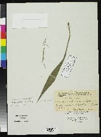 Panicum tuerckheimii image