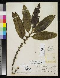 Eurya guatemalensis image
