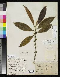 Eurya guatemalensis image