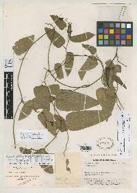 Image of Aristolochia kanukuensis